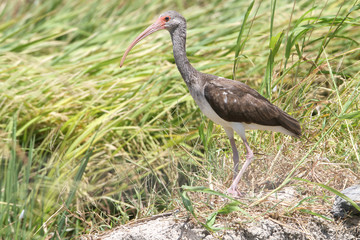 White-faced Ibis (Plegadis chihi)