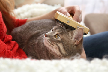 Woman combing cute cat with brush on couch, close up