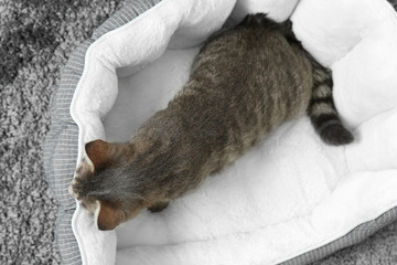 Cute cat in soft pet bed on carpet, top view