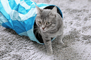 Cute cat playing with game tunnel on carpet at home