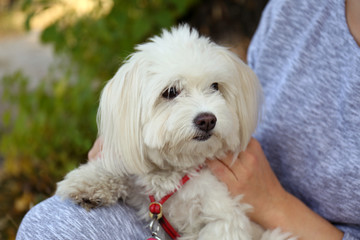 Woman holding cute dog, closeup