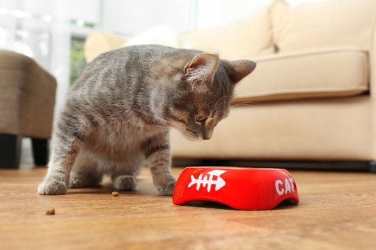 Cute Cat Eating Food At Home