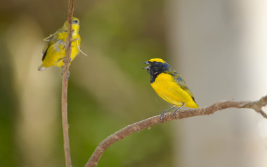 Yellow-crowned euphonia (Euphonia luteicapilla)
