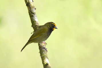 Yellow-faced Grassquit