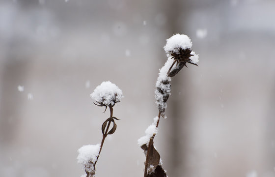 Grass under a first snow