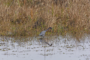 Little Blue Heron on the Hunt
