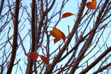 紅葉,秋,季節,四季を感じる,風景