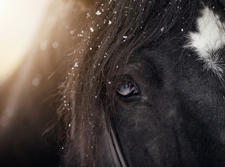 Eye of a sporting black horse