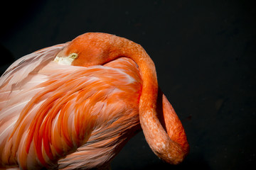 Flamingo Close-Up