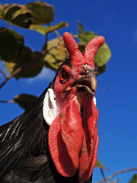 Poultry - Close-up of the head of a beautiful La Fl&eacute;che rooster, a rare French breed of chicken.