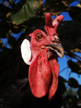 Poultry - Close-up of the head of a beautiful La Fl&eacute;che rooster, a rare French breed of chicken.