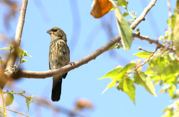 Blue-black Grassquit (Volatinia jacarina) Female