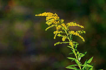 Solidago canadensis plant