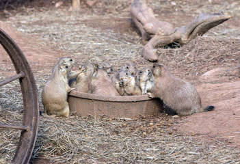 Fototapeta premium group of prairie dogs - South Dakota