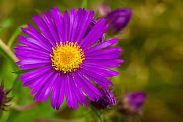 Fototapeta premium Aster