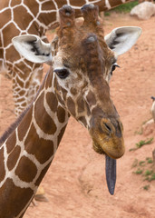 Giraffe Tongue Out Portrait - Colorado, Colorado Springs