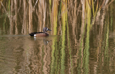 Blue-Winged Teal (Anas discors)
