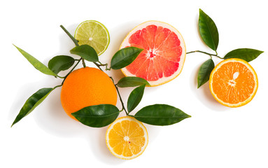 Different  citrus fruits on a twig.