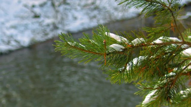 snow on green spruce branch	