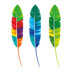 feathers multicolored carnival icon vector illustration design