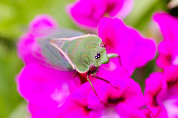 Cicada head