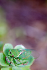 Cicada succulent vert