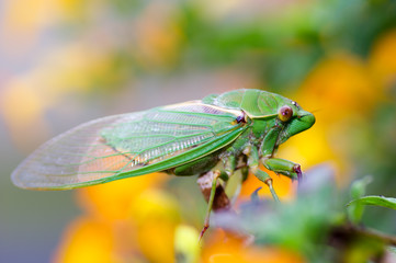 Cicada yellow bg