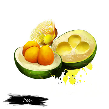 Pequi illustration isolated on white. 