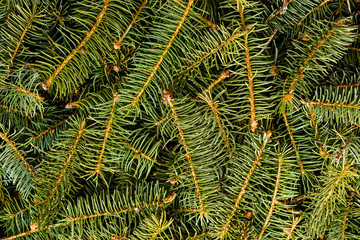 Pine needles