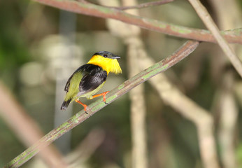 golden-collared manakin (Manacus vitellinus)