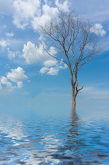 Tree without leaves against the  sky with flood effect for backg