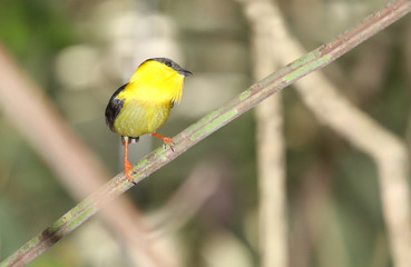 Golden-collared Manakin (Manacus vitellinus)