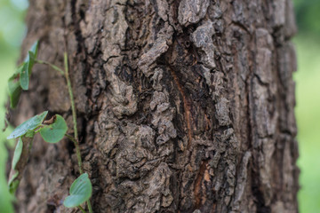 insects, insect, bug