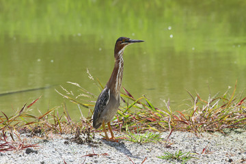 Green Heron (Butorides virescens)