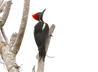 Lineated Woodpecker (Dryocopus lineatus) - obrazy, fototapety, plakaty