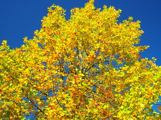 Fototapeta premium 黄葉のユリノキ