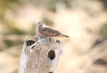 Fototapeta premium Plain-breasted Ground Dove ( Columbina minuta)