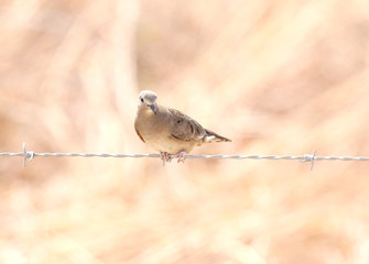 Plain-breasted Ground Dove ( Columbina minuta)