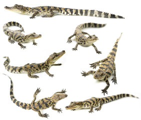 Naklejka premium young siamese crocodile isolated