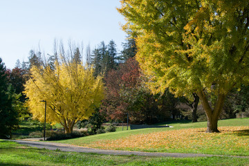 Ginkgo trees in the fall at the UC Davis Arboretum, city of Davis, California, USA, horizontal