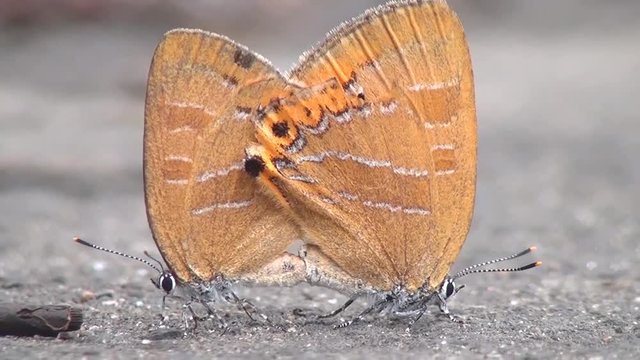 アカシジミの交尾