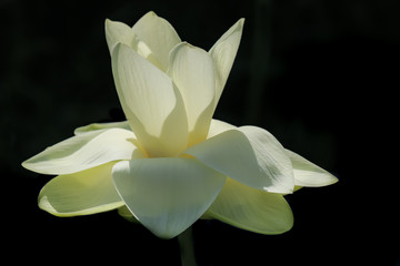 Sunlit Lotus Flower