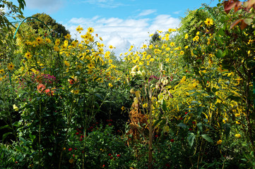 Fototapeta na wymiar Monet's Garden Giverny France