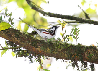 Chestnut-sided Warbler (Setophaga pensylvanica)