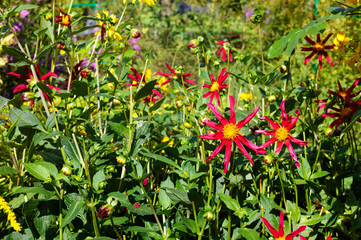 Monet's Garden Giverny France