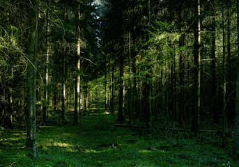 Scenic forest. Vintage forest background.