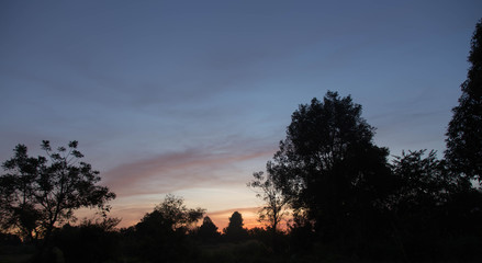 Wooded forest trees by golden sunlight before sunset with sun rays pouring through trees on forest floor tree