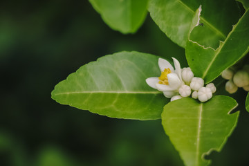 Group of Lemon flowers in blossom