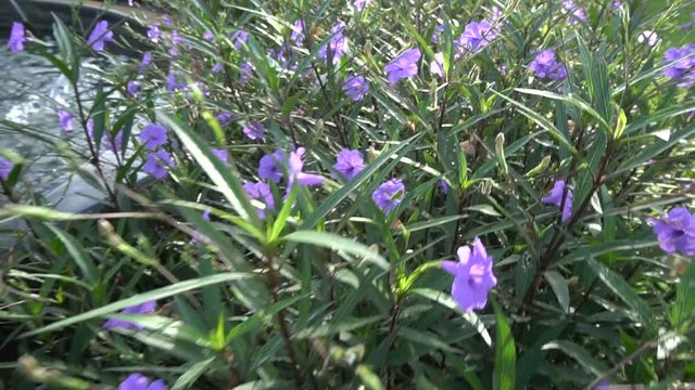Purple flowers Ruellia tuberosa Linn - video in slow motion