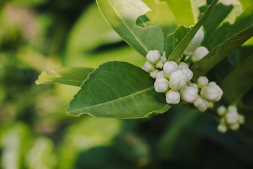 Group of Lemon flowers in blossom